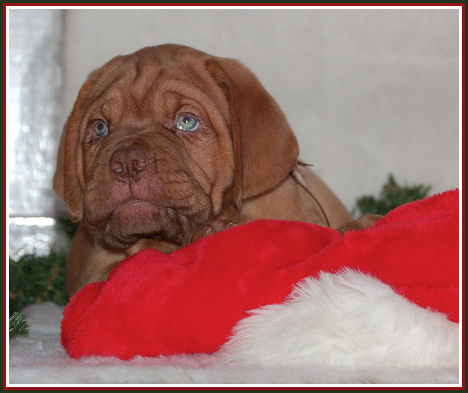 kerst pup5.jpg